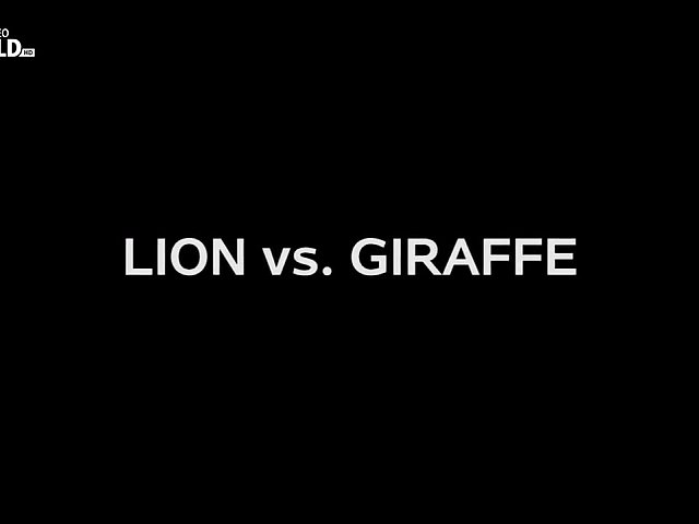 Lev vs. žirafa (2017)